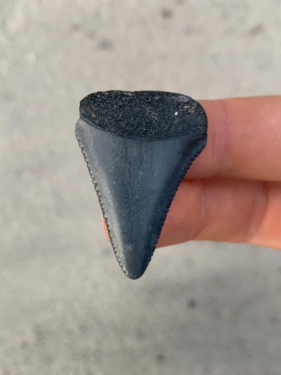 1.57 inch Great White Fossil Shark Tooth