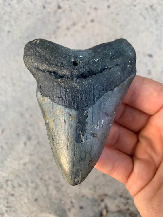 Megalodon Tooth - 3.95 inches