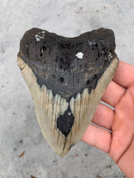 5.1 inch Megalodon Shark Tooth Fossil – Real, No Repair
