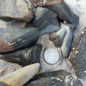 1lb. of Megalodon Teeth Fossils! One pound lot, megalodon tooth fragments. Real Fossil Shark Teeth