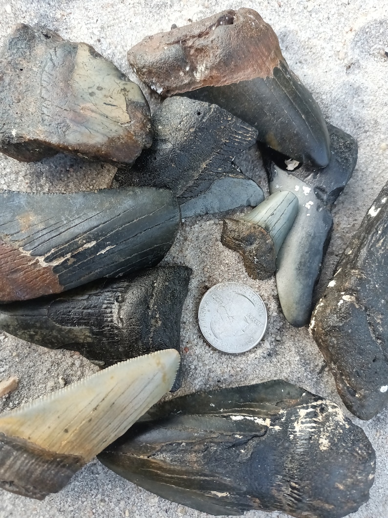 May include: A collection of fossilized shark teeth of various sizes and shapes, some with visible serrations, arranged on a sandy surface. A US quarter is included for scale.