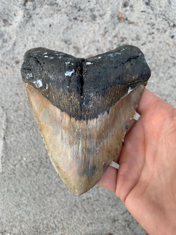 5.57 inch Megalodon Tooth Fossil - Authentic Meg Teeth Fossils
