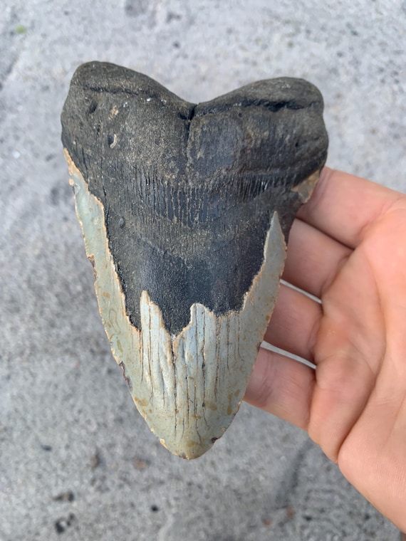 5.51 inch Megalodon Shark Tooth Fossil – Authentic No Repair Meg Teeth
