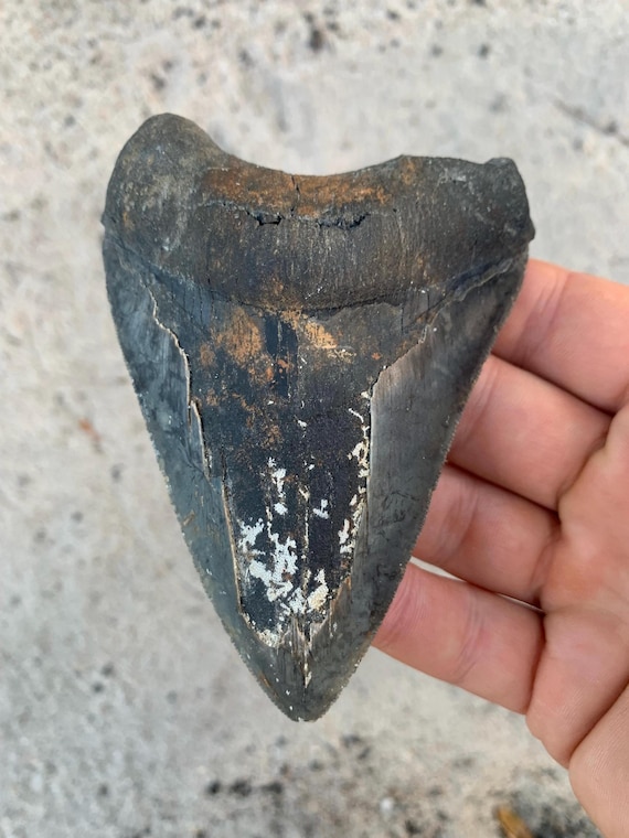 4.56" St. Mary's River Megalodon Tooth Fossil - Authentic Miocene Shark Tooth