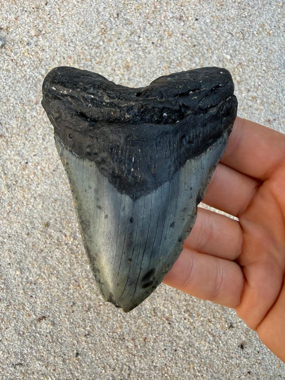 4.17 inch Megalodon Tooth Fossil - Authentic No Repair Meg Teeth Fossils