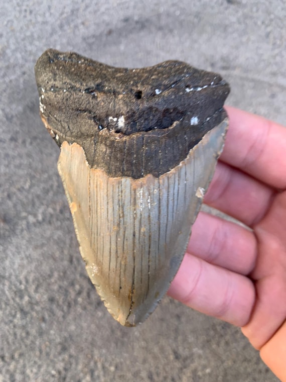 3.87 inch Megalodon Shark Tooth Fossil – Authentic, No Repair Meg Teeth
