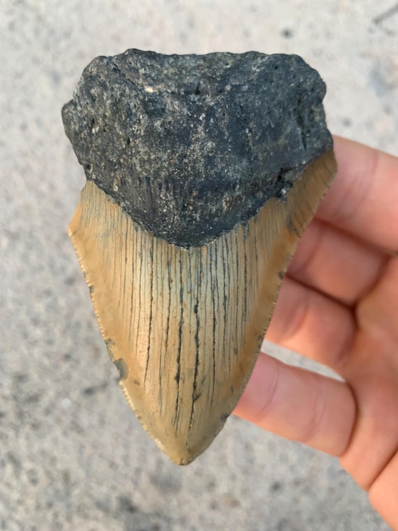 Megalodon Tooth - 3.6 inches