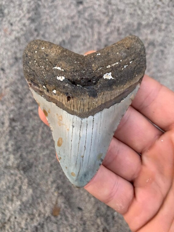 Megalodon Tooth - 3.58 inches