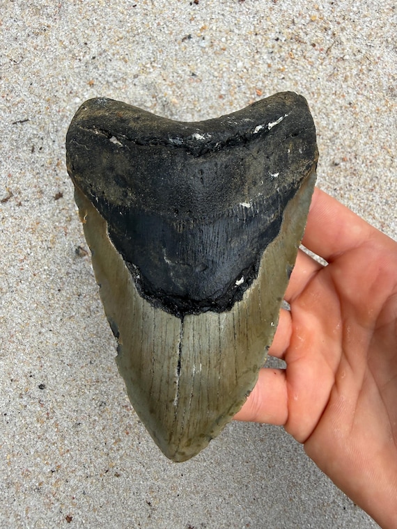 5.56 inch Megalodon Shark Tooth Fossil – Authentic, No Repair Meg Teeth