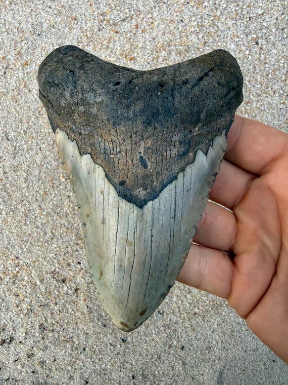 5.01 inch Megalodon Shark Tooth Fossil – Authentic, No Repair Meg Teeth