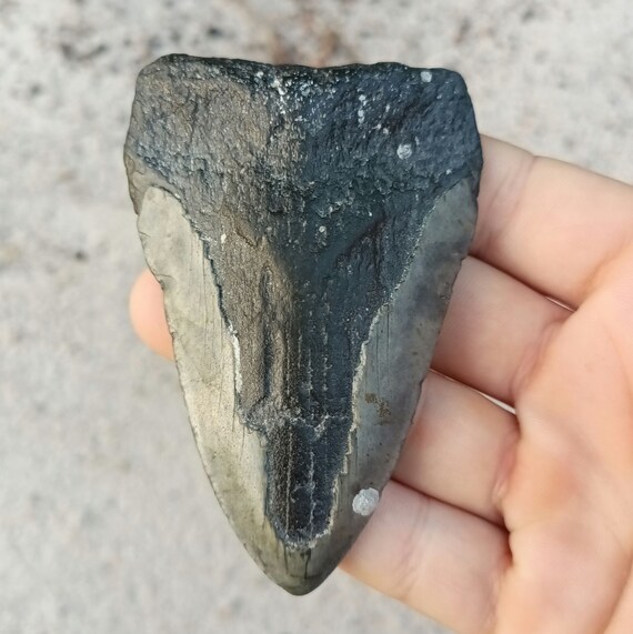 Megalodon Tooth - 3.54 inches