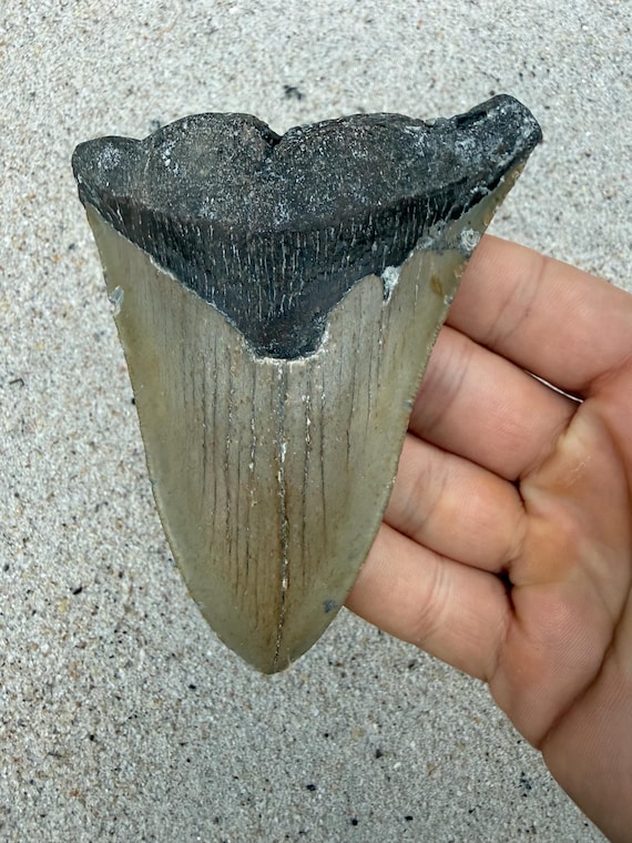 4.38 inch Megalodon Shark Tooth Fossil – Authentic, No Repair Meg Teeth