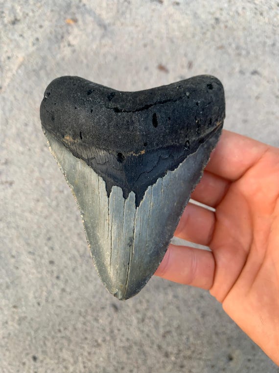 4.52 inch Megalodon Shark Tooth Fossil – Authentic No Repair Meg Teeth