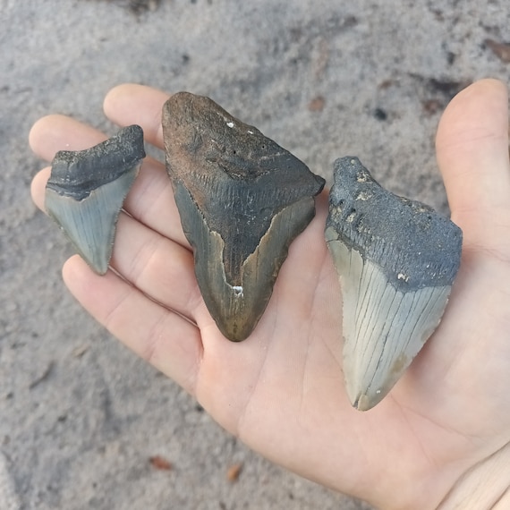 3 Megalodon Shark Teeth -  Real Fossil Megalodon Shark Teeth Bundle