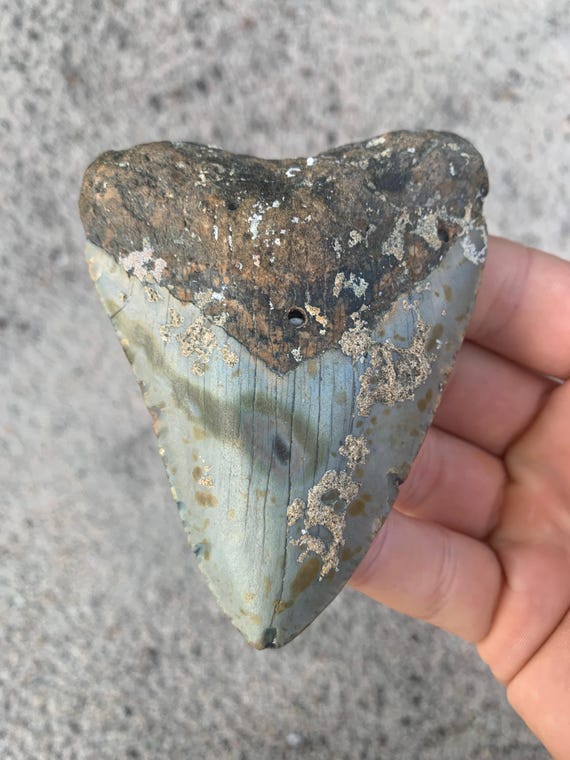 Megalodon Tooth - 3.94 inches