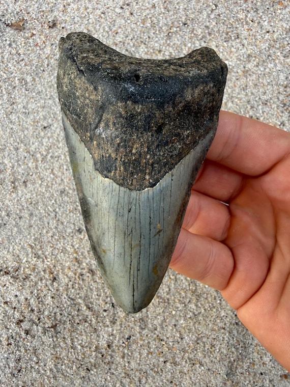 4.28 inch Megalodon Shark Tooth Fossil –Lower Jaw  Authentic, No Repair Meg Teeth