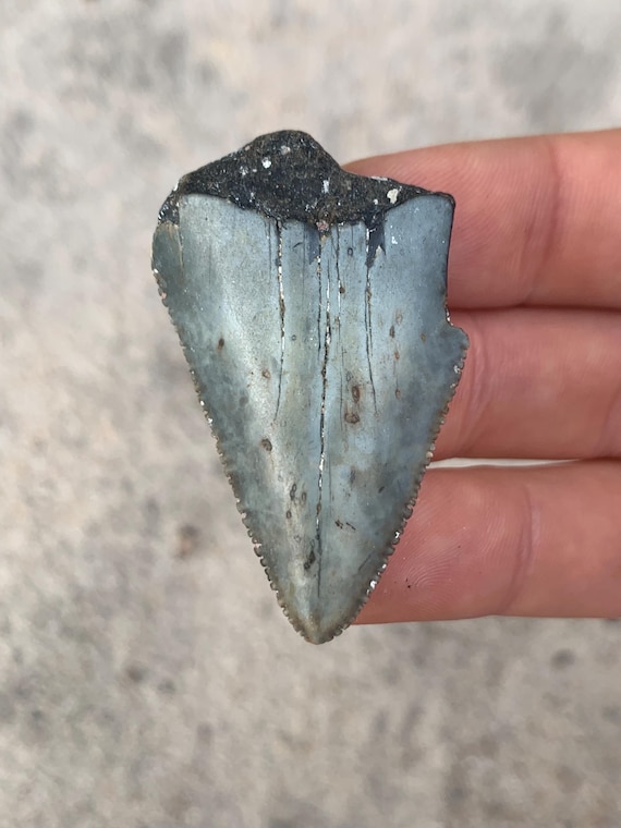 Great White Fossil Shark Tooth - 1.96 Inches