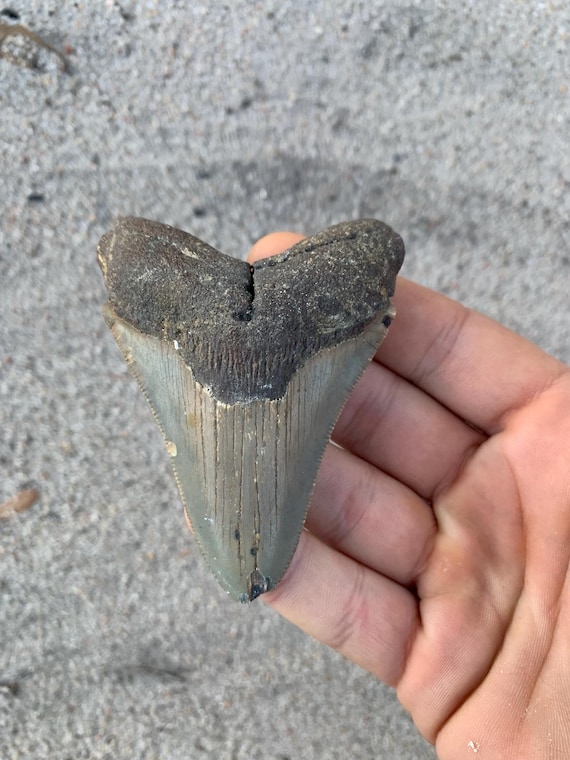 Megalodon Tooth - 3.35 inches
