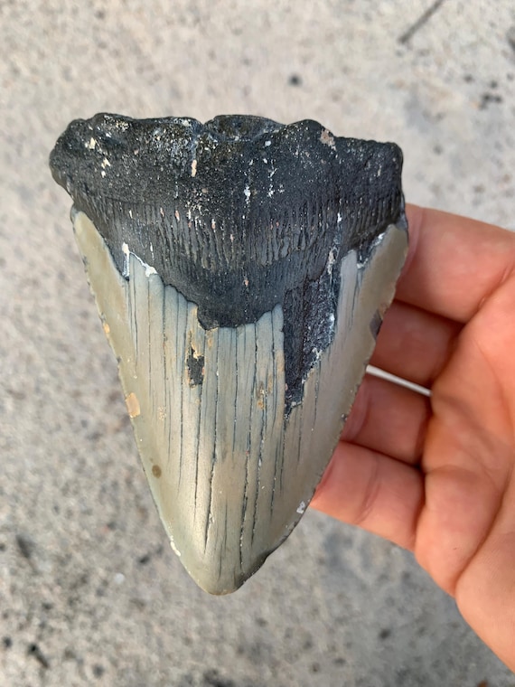 Megalodon Tooth - 4.37 inches