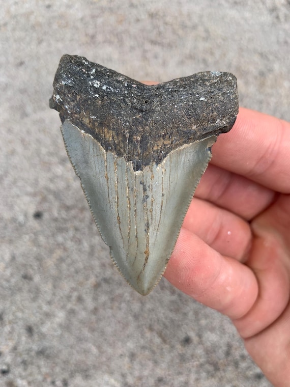 Megalodon Tooth - 2.78 inches