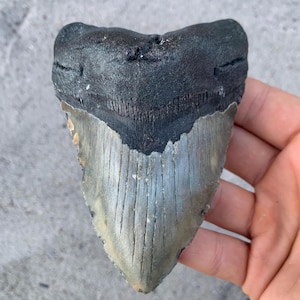 May include: A fossilized shark tooth featuring a dark, textured root section and a lighter, greyish-tan enamel blade with visible vertical striations. The tooth has a triangular shape with a wide, curved top and a pointed, worn tip.