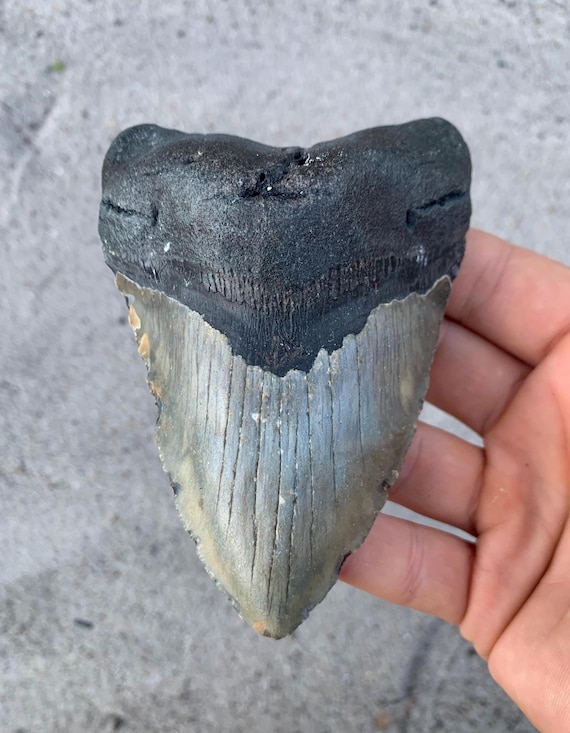 4.76 inch Megalodon Shark Tooth Fossil – Lower Jaw Tooth, Authentic No Repair Meg