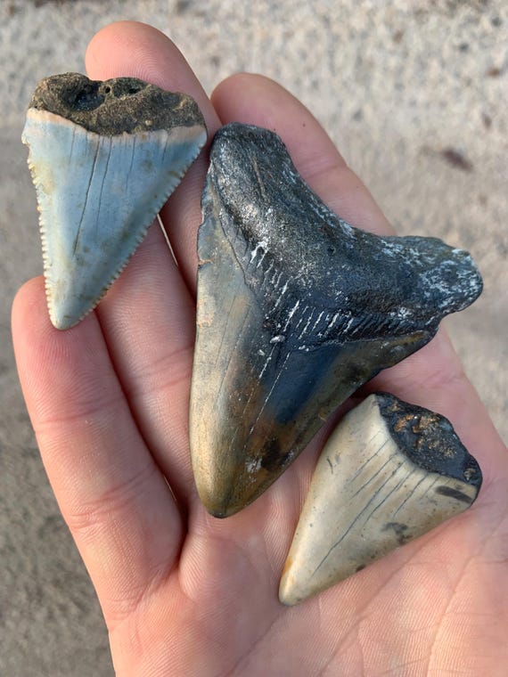 3 Shark Teeth - Megalodon, Great White, and Broadtooth White Shark (mako) Fossils