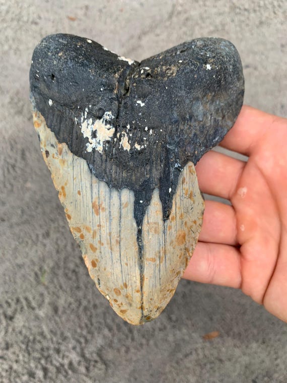 Megalodon Tooth - 5.55 inches