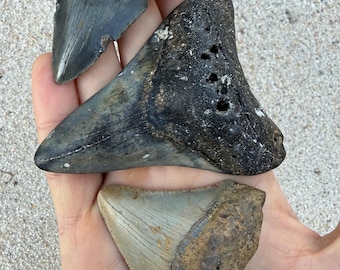 3 Megalodon Shark Teeth Fossils -  Real Meg Tooth bundle, Authentic, No Repairs