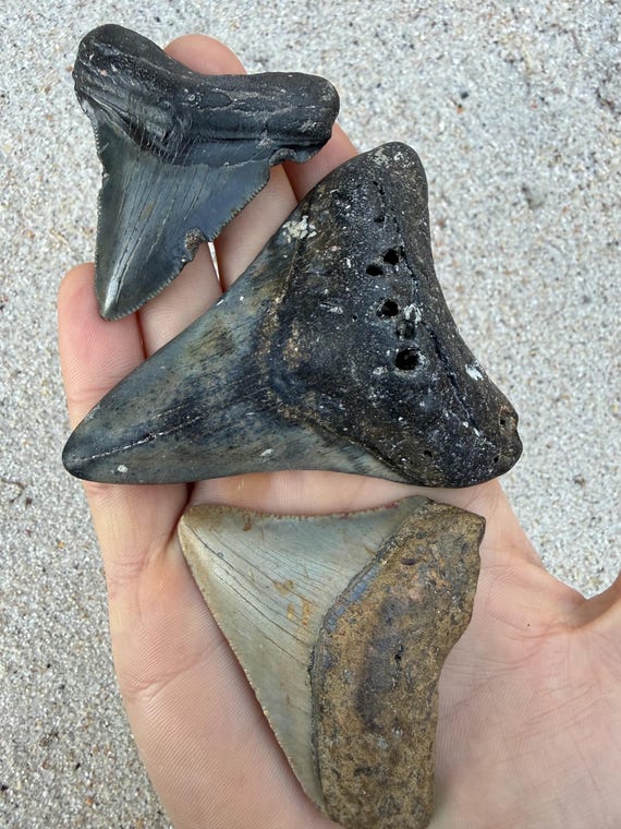 3 Megalodon Shark Teeth Fossils -  Real Meg Tooth bundle, Authentic, No Repairs