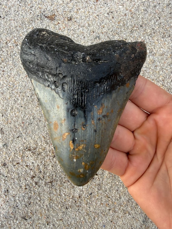 4.66 inch Megalodon Tooth Fossil - Authentic Meg Teeth Fossils