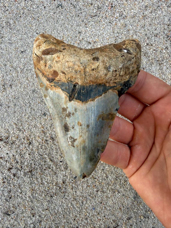 4.35 inch Megalodon Tooth Fossil - Authentic Meg Teeth Fossils
