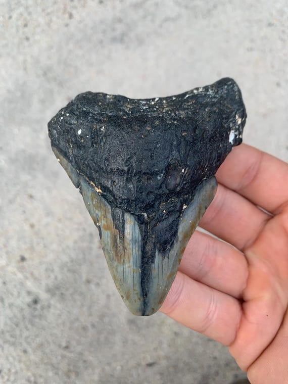 Megalodon Tooth - 3.95 inches