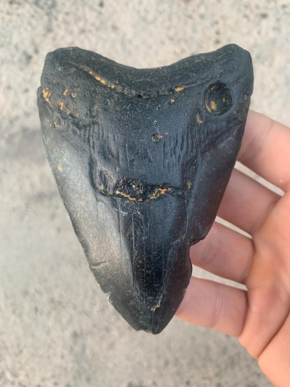 Megalodon Tooth - 4.59 inches