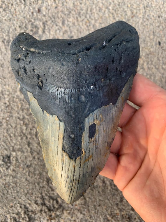 Megalodon Tooth - 5.8 inches Giant Real Fossil Megalodon Shark Tooth, Authentic Shark Tooth Fossil, No Repair Megalodon Tooth, Meg Teeth