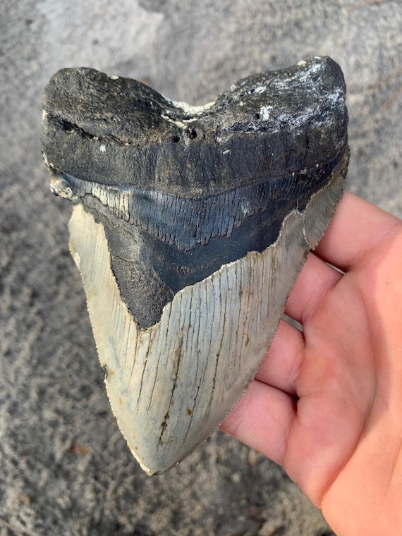 Megalodon Tooth - 5.58 inches