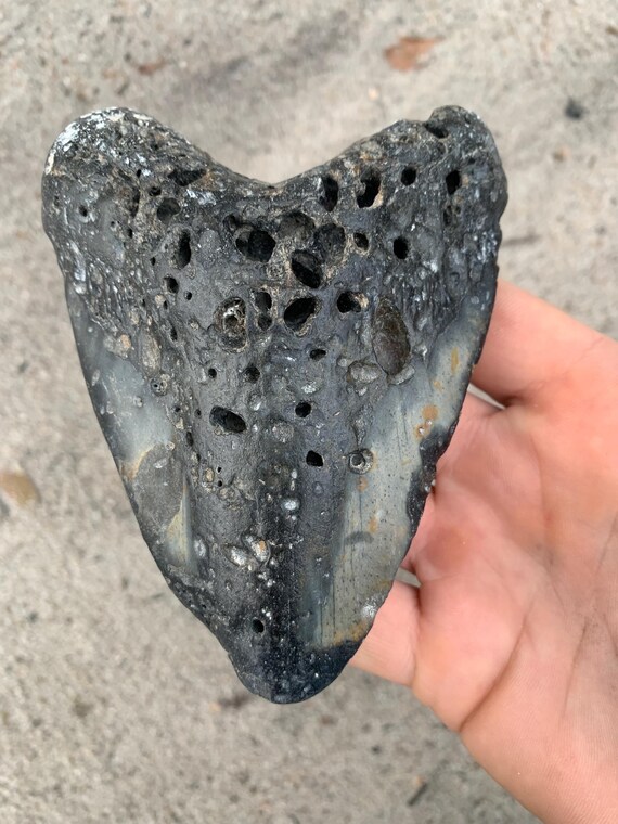 Megalodon Tooth - 4.98 inches