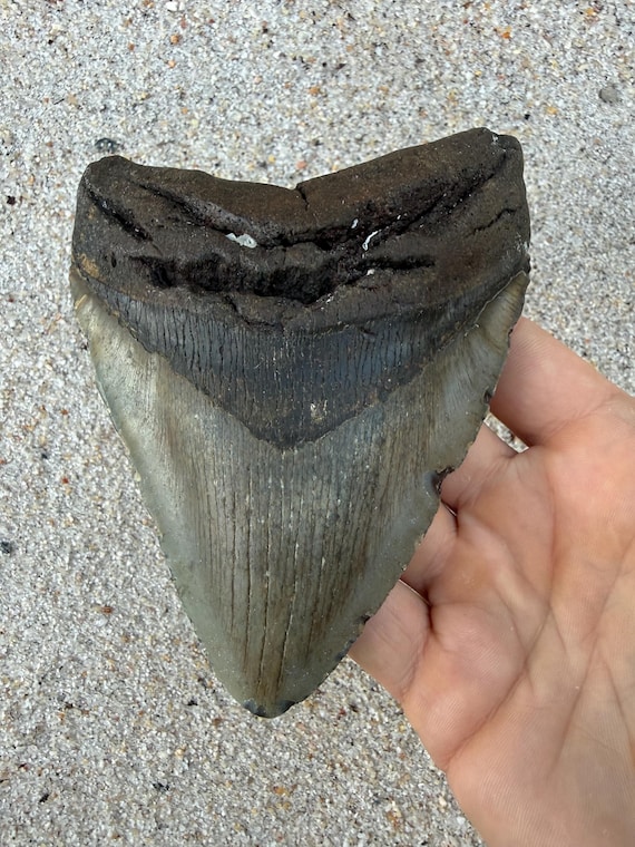 5.34 inch Megalodon Shark Tooth Fossil – Authentic, No Repair Meg Teeth