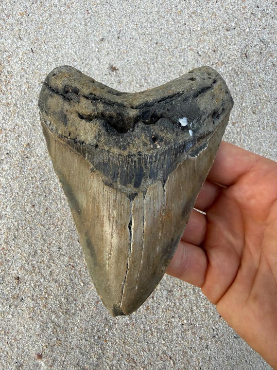 5.22 inch Megalodon Shark Tooth Fossil – Authentic, No Repair