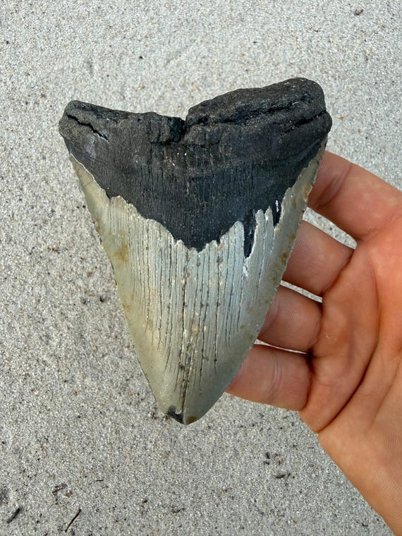 4.75 inch Megalodon Shark Tooth, Authentic, No Repair Meg Teeth Fossils