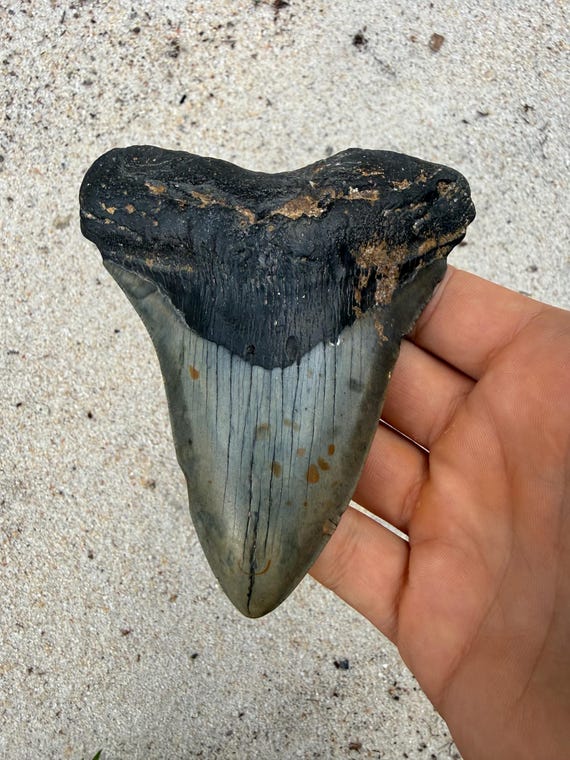 4.61 inch Megalodon Shark Tooth Fossil – Authentic, No Repair Meg Teeth