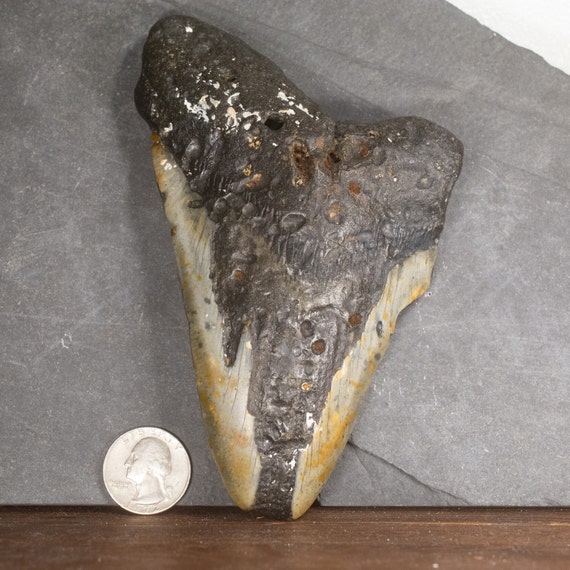 Megalodon Tooth - 5.76 inches. Real Fossil Megalodon Shark Tooth, Authentic Shark Tooth Fossil, Huge Megalodon Tooth, Meg Teeth