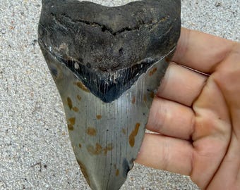 4.47 inch Megalodon Shark Tooth Fossil – Authentic No Repair Meg Teeth
