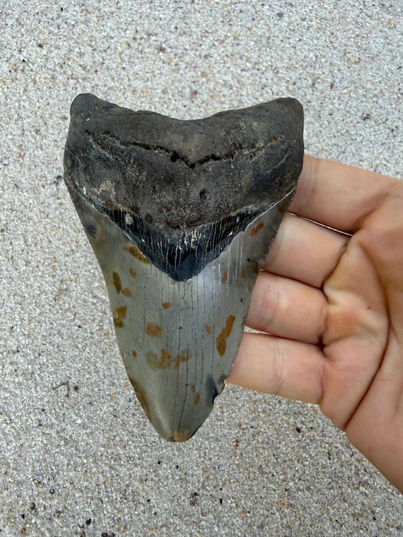 4.47 inch Megalodon Shark Tooth Fossil – Authentic No Repair Meg Teeth