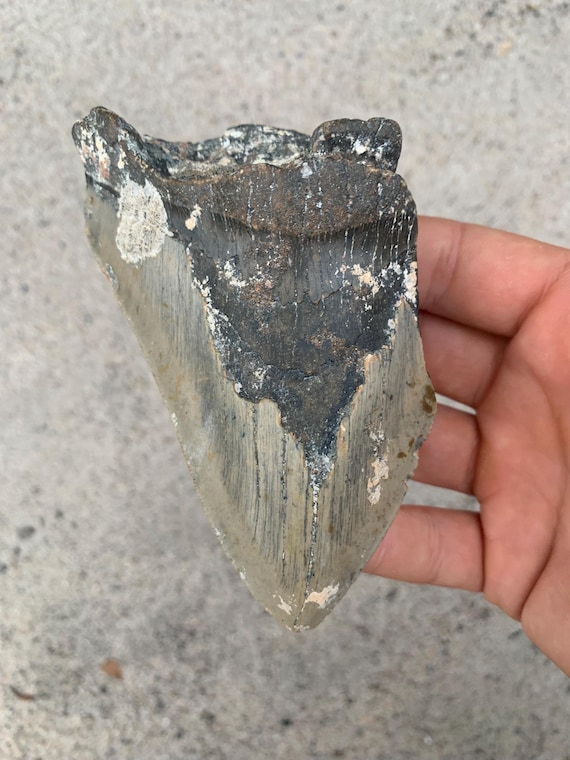 Megalodon Tooth - 4.78 inches