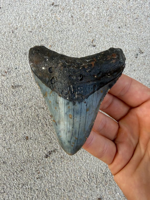 3.64 inch Megalodon Shark Tooth Fossil – Authentic, No Repair Meg Teeth