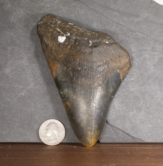 Megalodon Tooth - 5.11 inches. Real Fossil Megalodon Shark Tooth, Authentic Shark Tooth Fossil, Huge Megalodon Tooth, Meg Teeth