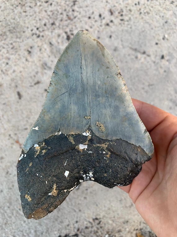 Real Megalodon Shark Tooth Fossil - 5.65 inch Authentic Meg Tooth