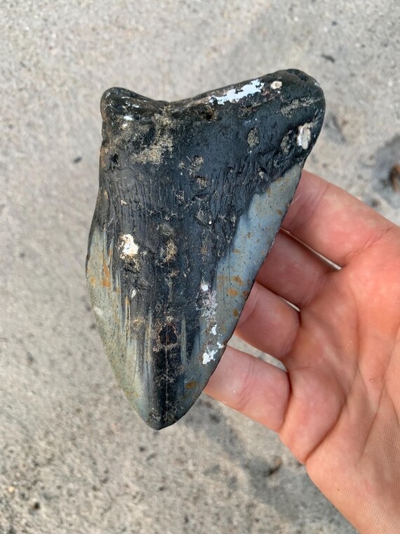 Megalodon Tooth - 5.0 inches