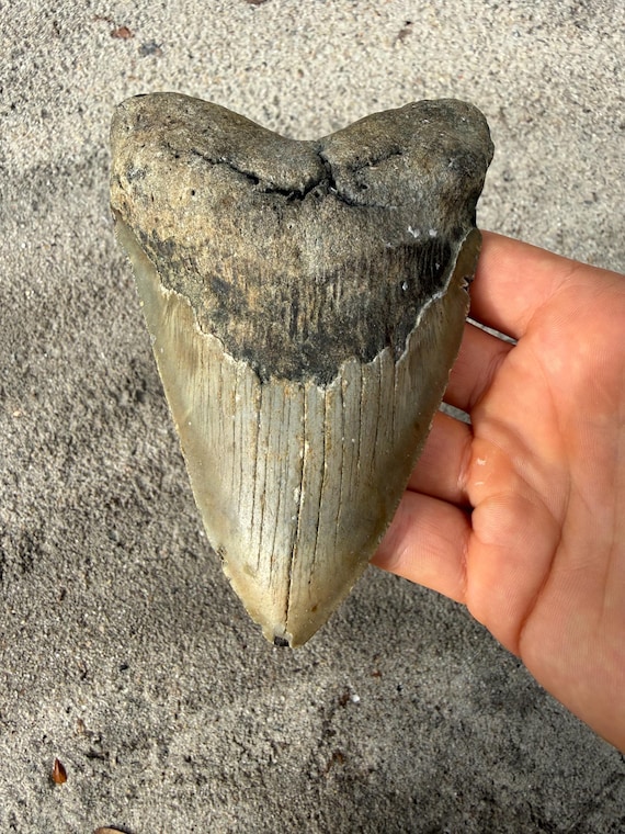 5.4 inch Megalodon Shark Tooth Fossil – Authentic No Repair Meg Teeth